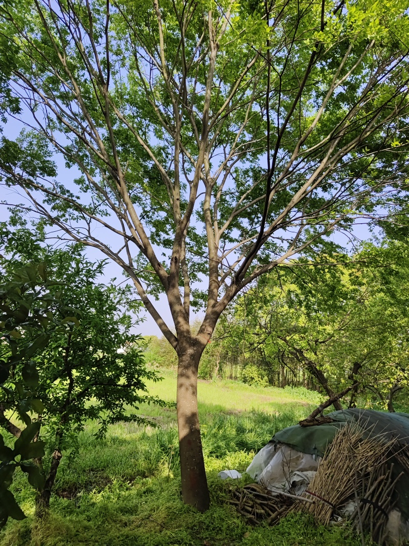 大规格的榉树基地，欢迎大家前来采购，无病虫害，保证成活率