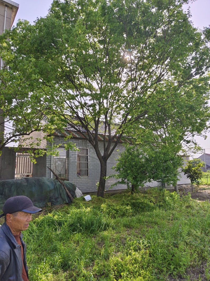 大规格的榉树基地，欢迎大家前来采购，无病虫害，保证成活率