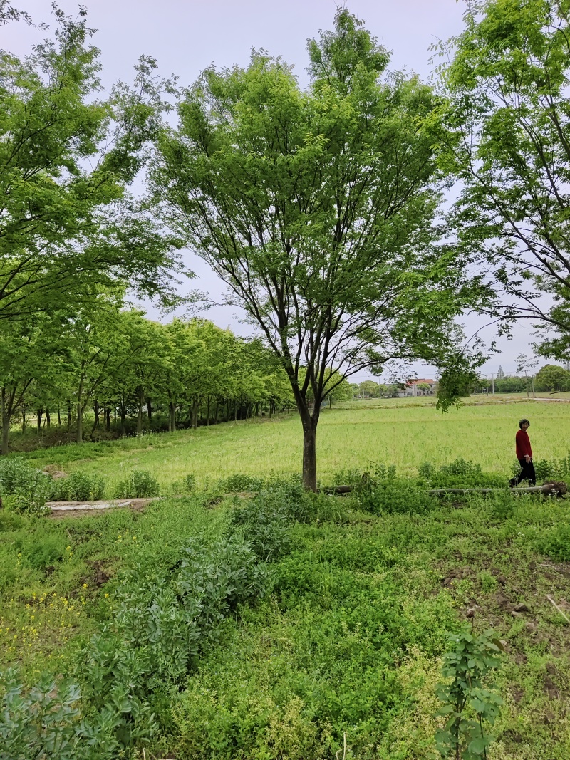 大规格的榉树基地，欢迎大家前来采购，无病虫害，保证成活率