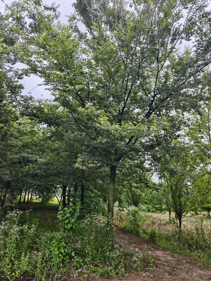 大规格的榉树基地，欢迎大家前来采购，无病虫害，保证成活率