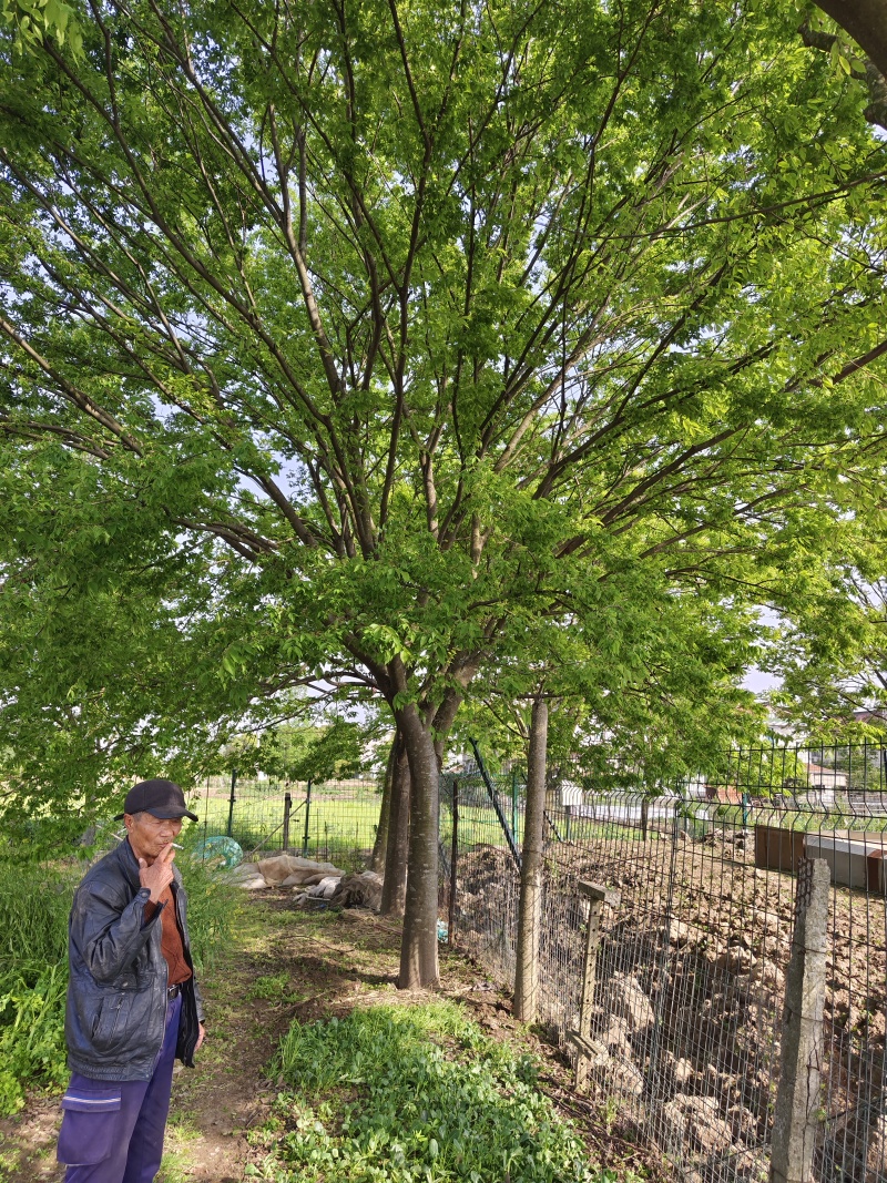 大规格的榉树基地，欢迎大家前来采购，无病虫害，保证成活率