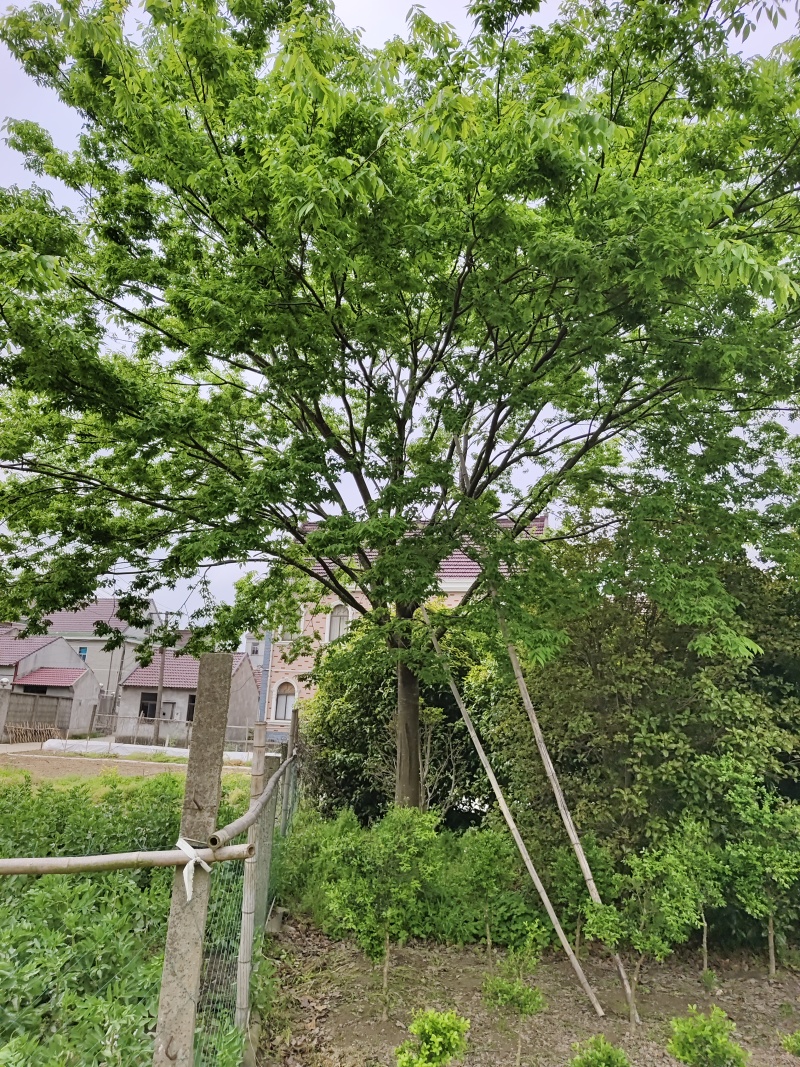 大规格的榉树基地，欢迎大家前来采购，无病虫害，保证成活率