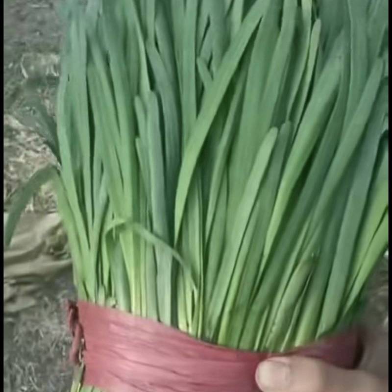 大叶韭菜无干尖白点