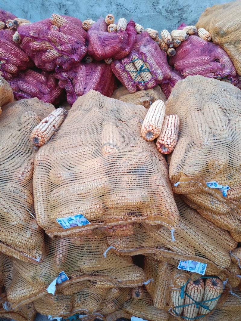 东北黑土地非转基因老玉米自然晾晒颗粒饱满