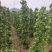 1.5-2米火山榕绿化苗木自家基地量大价格美丽