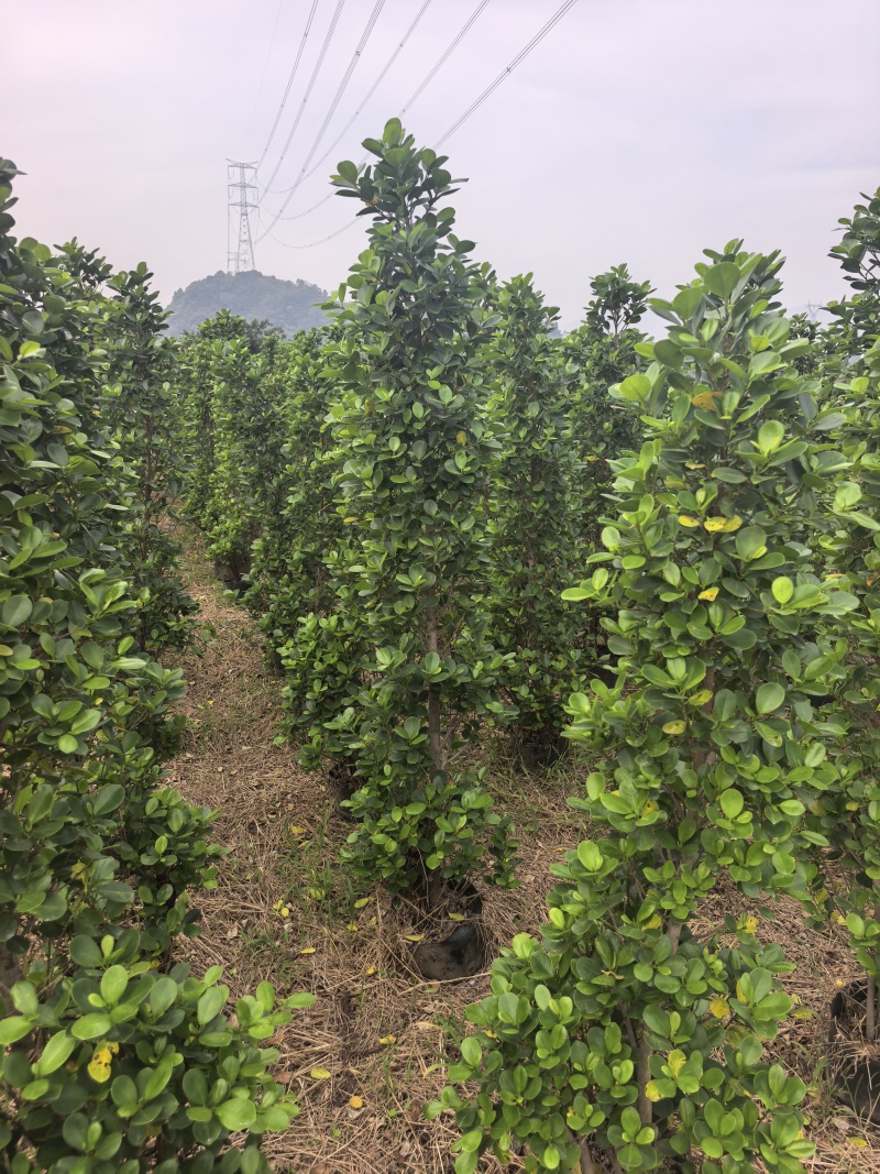 1.5-2米火山榕绿化苗木自家基地量大价格美丽