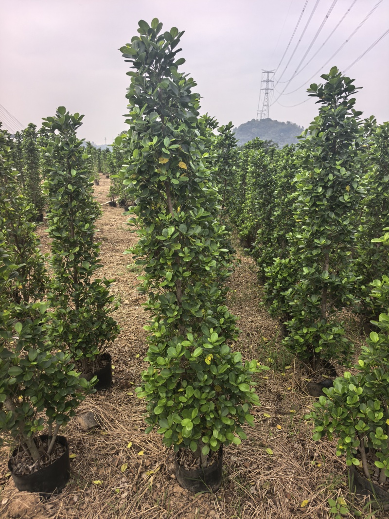 1.5-2米火山榕绿化苗木自家基地量大价格美丽