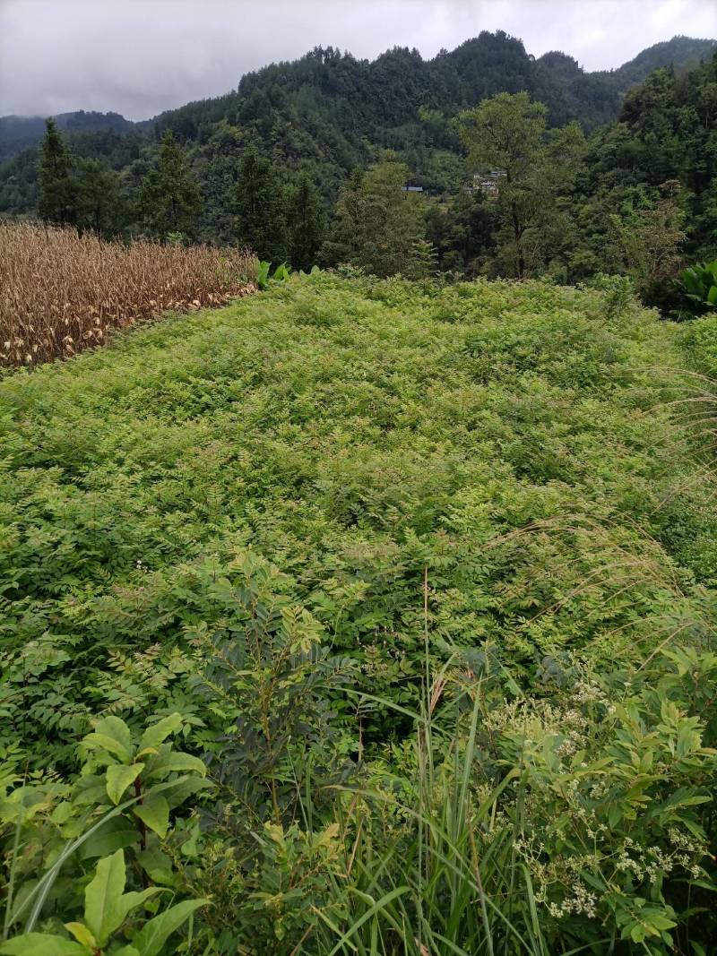 一生生黄柏苗子