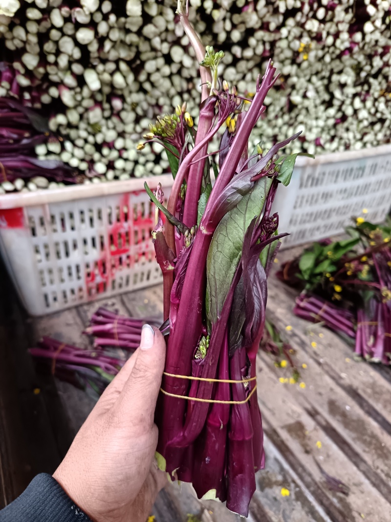 红菜苔