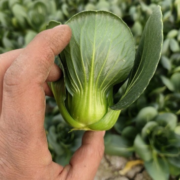 精品矮脚菜产地供应质量保证量大从优欢迎咨询