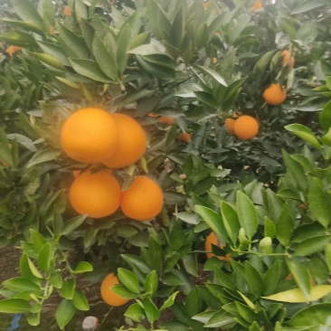 四川脐橙新鲜上市！阳光浸润沃土，雨露滋养果肉，每一颗都饱