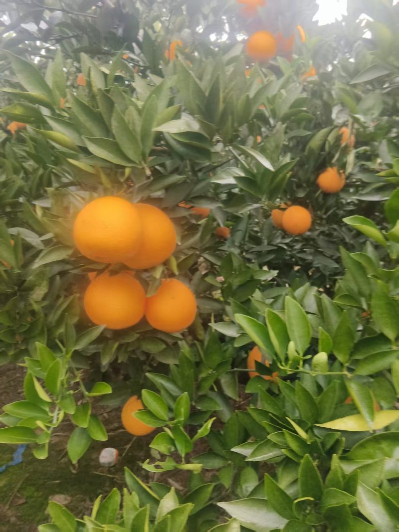 四川脐橙新鲜上市！阳光浸润沃土，雨露滋养果肉，每一颗都饱