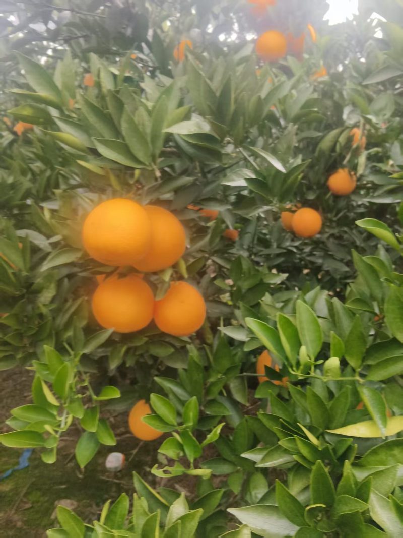 四川脐橙新鲜上市！阳光浸润沃土，雨露滋养果肉，每一颗都饱