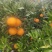 四川脐橙新鲜上市！阳光浸润沃土，雨露滋养果肉，每一颗都饱