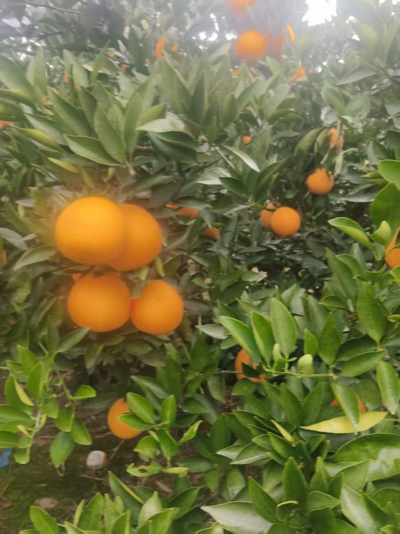 四川脐橙新鲜上市！阳光浸润沃土，雨露滋养果肉，每一颗都饱