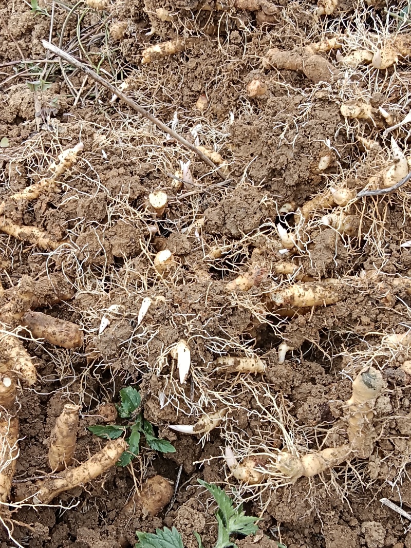 鲜玉竹，可食用，可种植芽多根须旺，有大量货，价格可议。