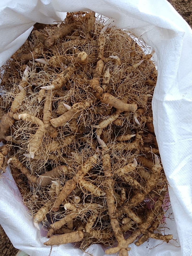 鲜玉竹，可食用，可种植芽多根须旺，有大量货，价格可议。