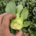 精品矮脚菜产地供应质量保证量大从优欢迎咨询
