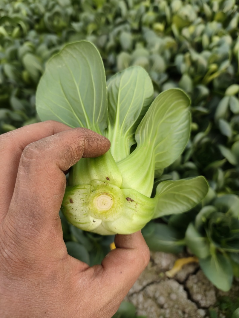 精品矮脚菜产地供应质量保证量大从优欢迎咨询