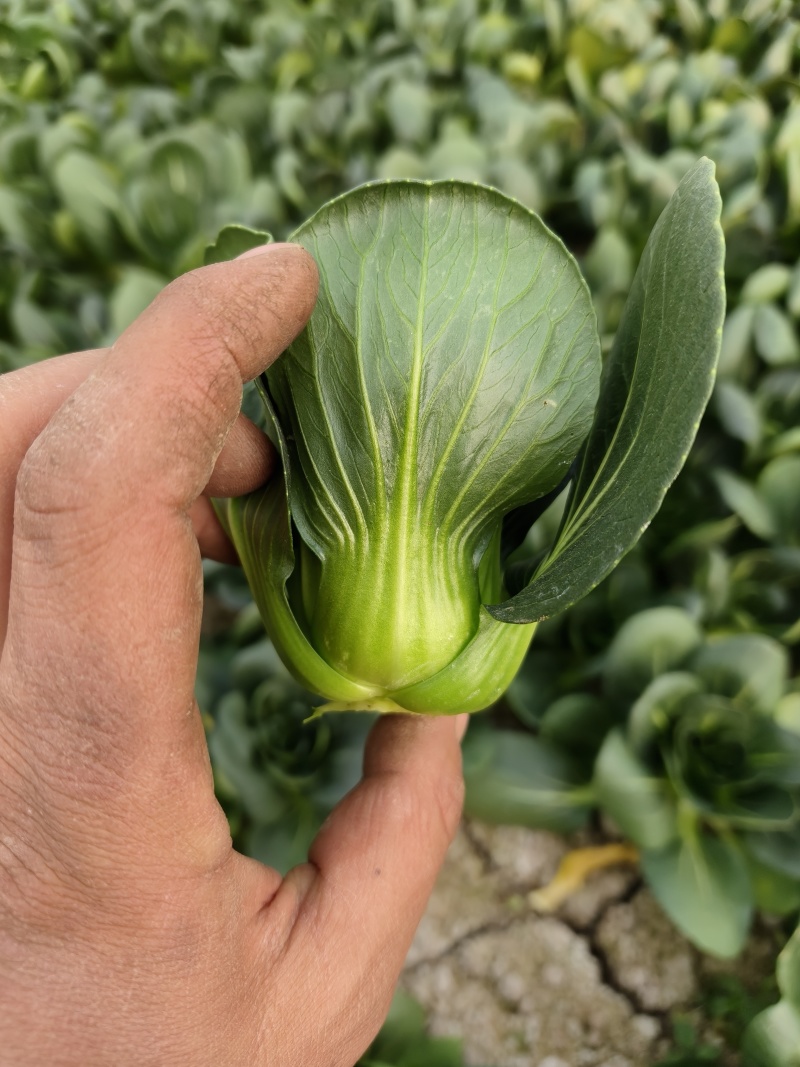 精品矮脚菜产地供应质量保证量大从优欢迎咨询