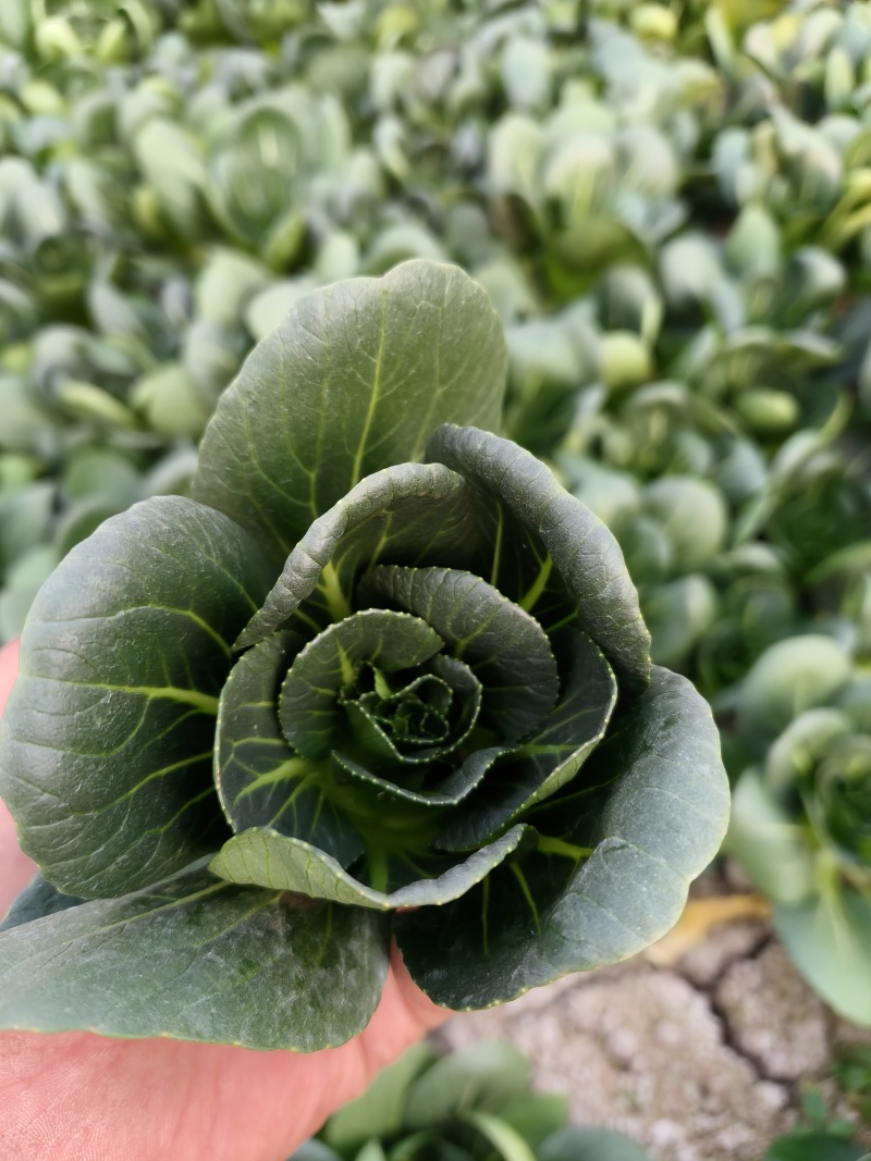 精品矮脚菜产地供应质量保证量大从优欢迎咨询