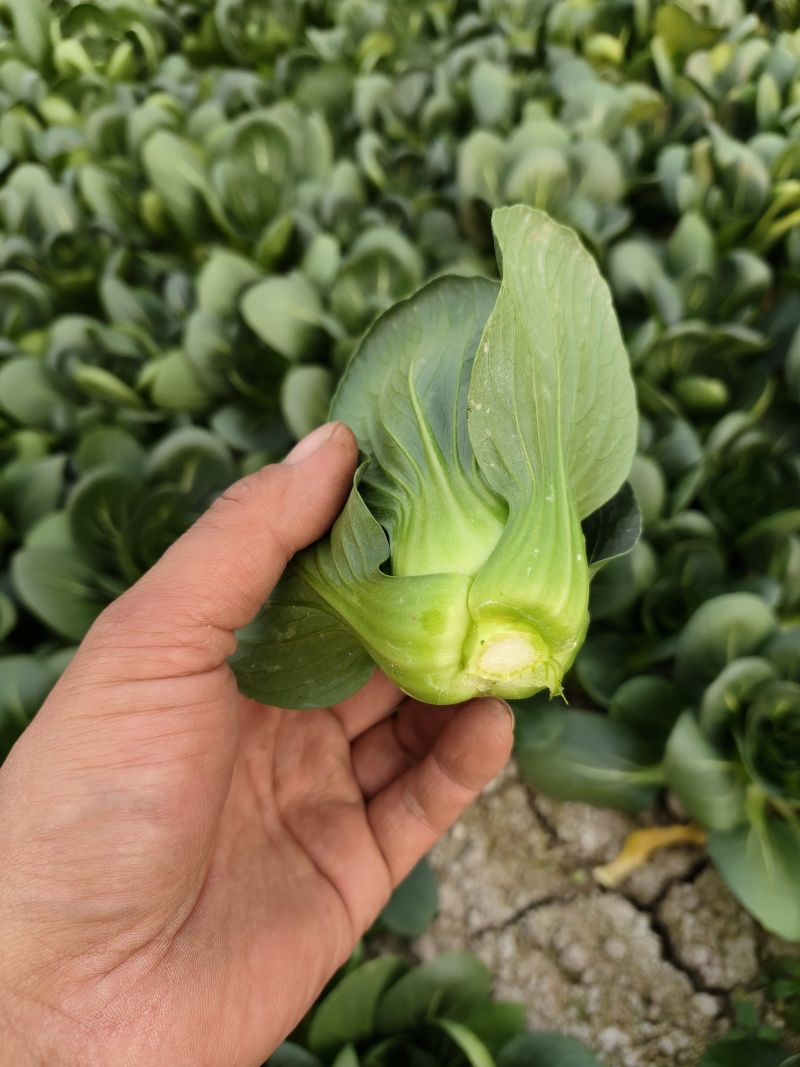 精品矮脚菜产地供应质量保证量大从优欢迎咨询