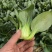 精品矮脚菜产地供应质量保证量大从优欢迎咨询