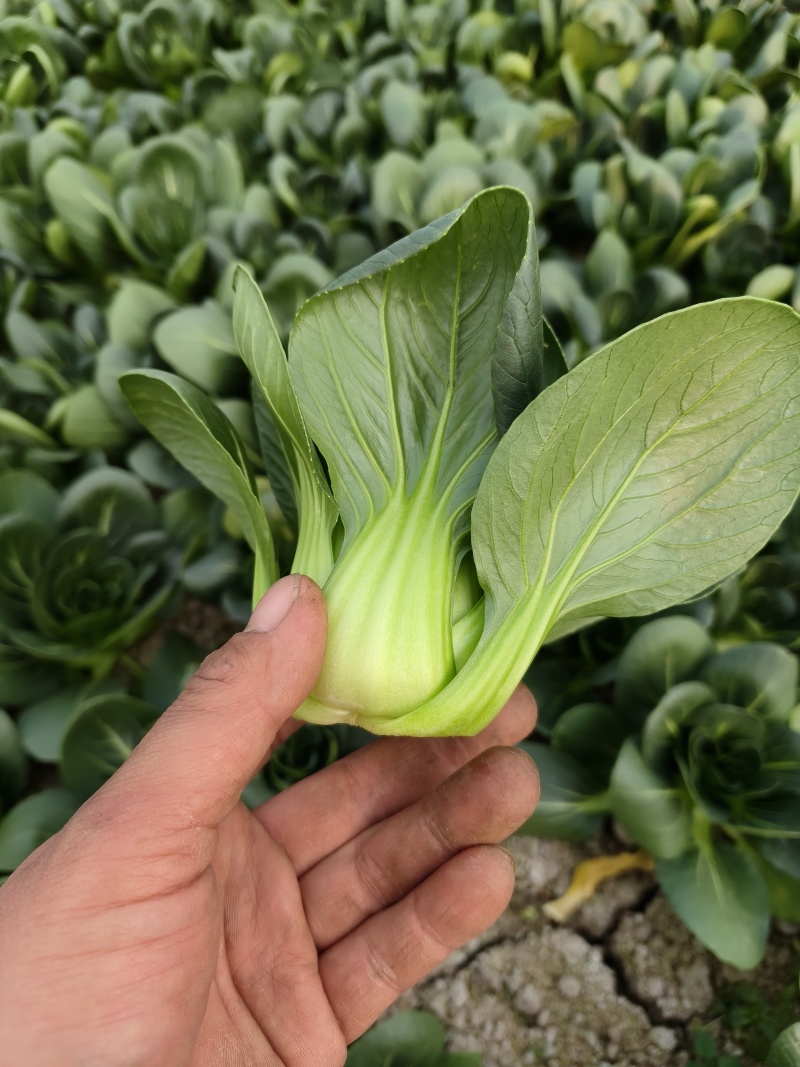 精品矮脚菜产地供应质量保证量大从优欢迎咨询