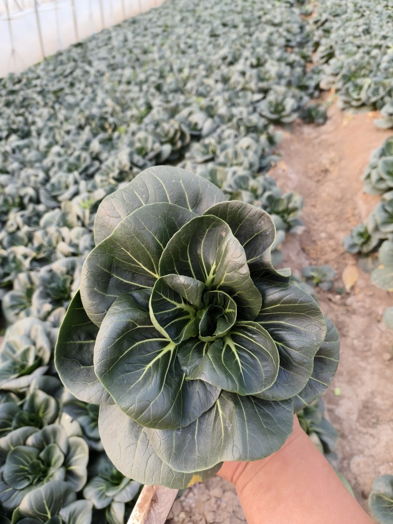 苏州青油菜货源充足产地供应诚信经营欢迎咨询