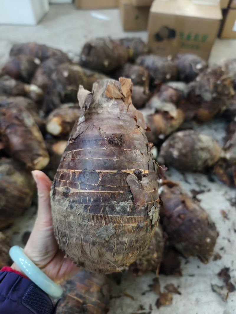 正宗芋头广西桂林荔浦槟榔芋现挖现发包粉包糯