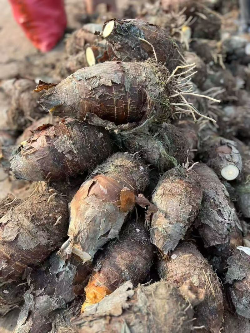 正宗芋头广西桂林荔浦槟榔芋现挖现发包粉包糯