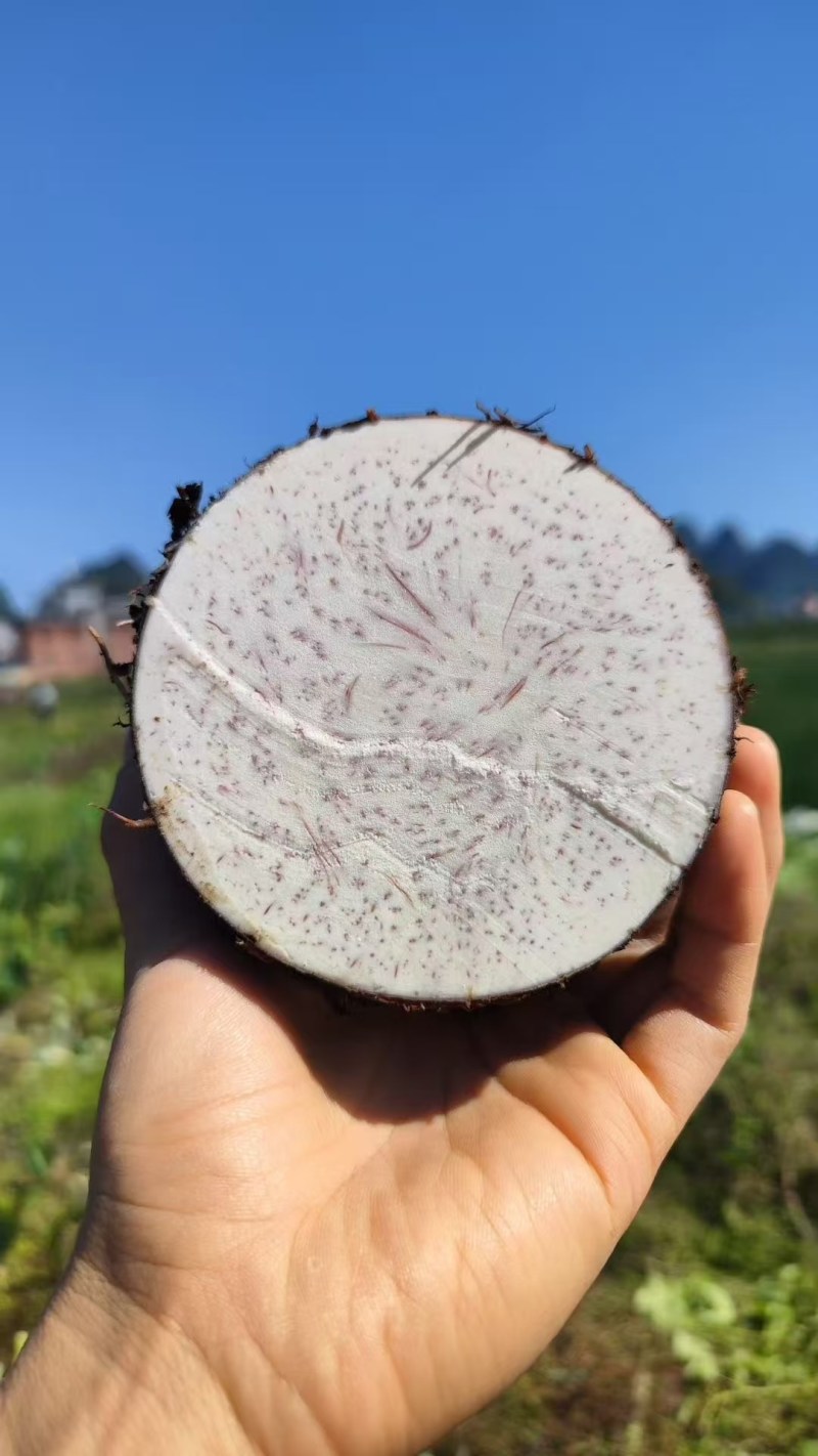 正宗芋头广西桂林荔浦槟榔芋现挖现发包粉包糯
