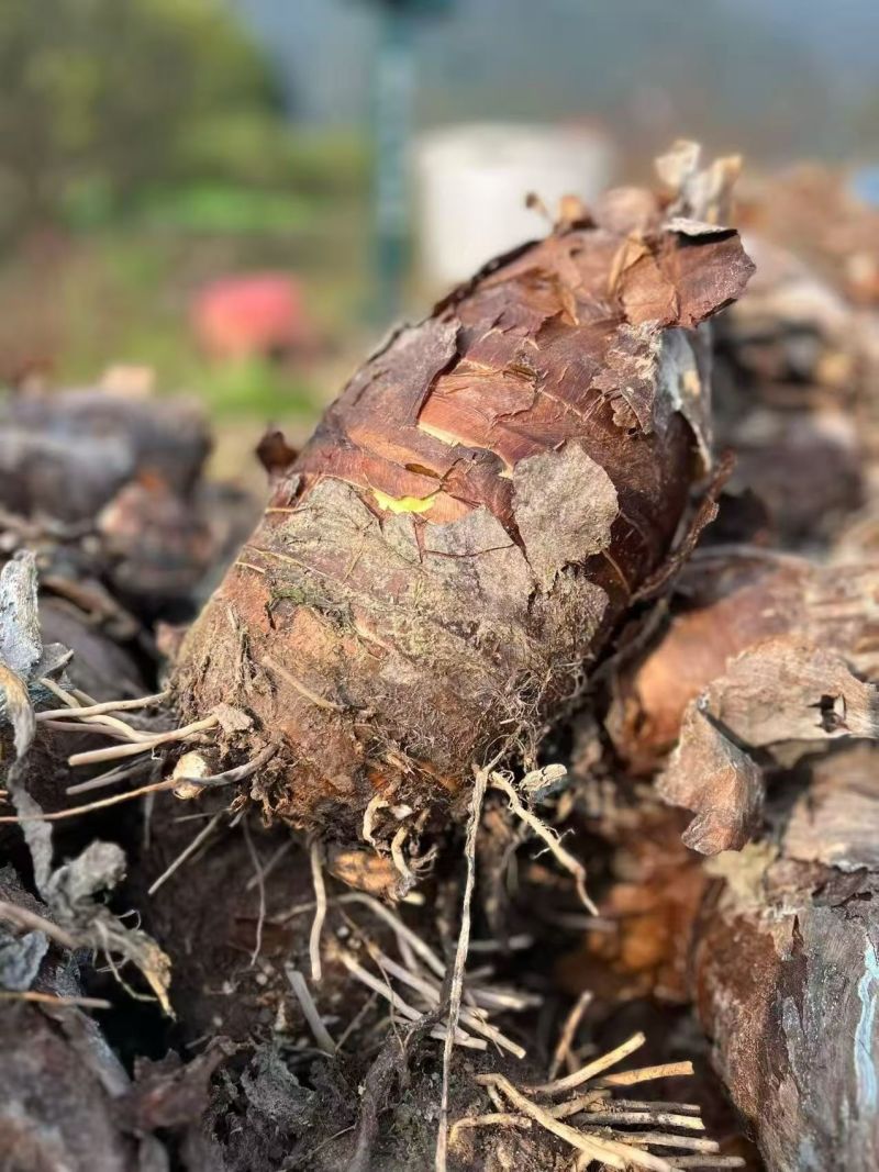 正宗芋头广西桂林荔浦槟榔芋现挖现发包粉包糯
