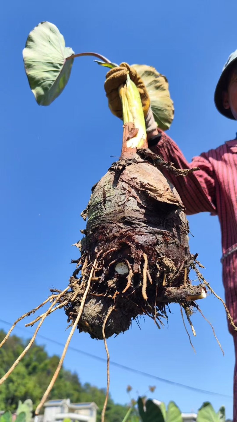 正宗芋头广西桂林荔浦槟榔芋现挖现发包粉包糯