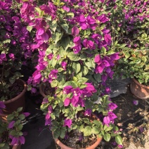 紫花三角梅绿化苗木自家基地量大价格美丽