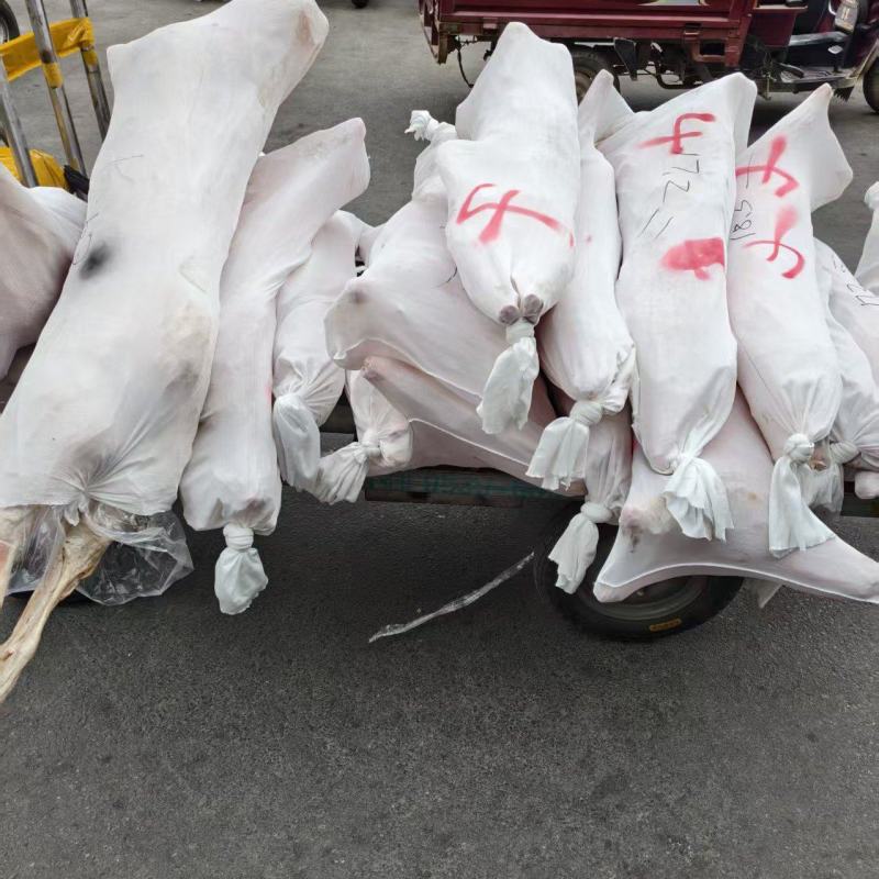 直条羊