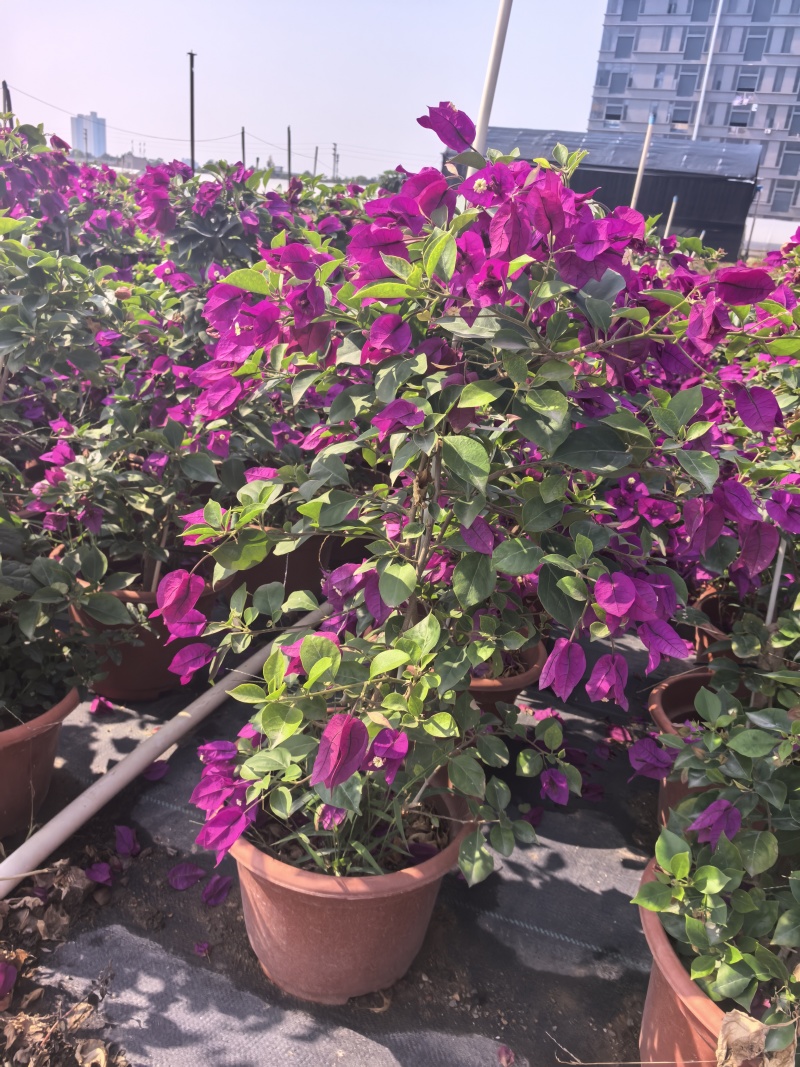 紫花三角梅绿化苗木自家基地量大价格美丽