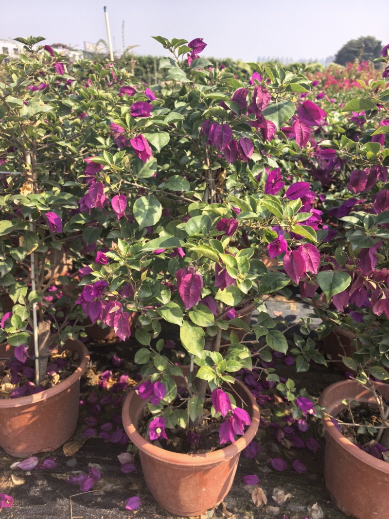 紫花三角梅绿化苗木自家基地量大价格美丽
