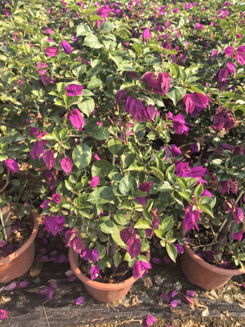 紫花三角梅绿化苗木自家基地量大价格美丽
