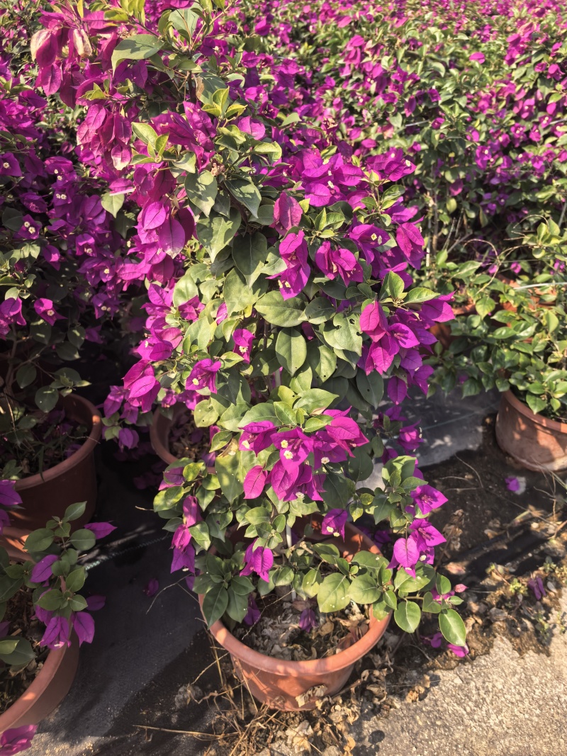 紫花三角梅绿化苗木自家基地量大价格美丽