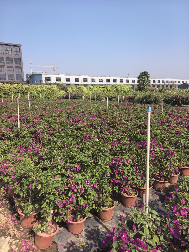 紫花三角梅绿化苗木自家基地量大价格美丽