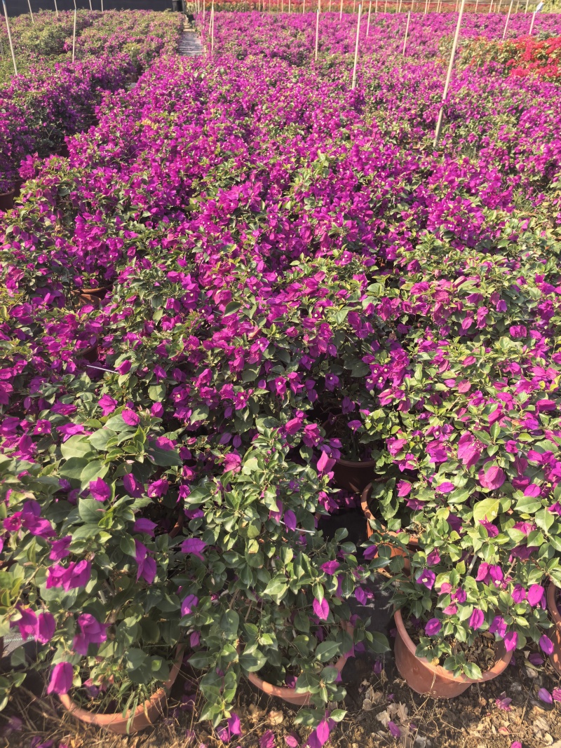 紫花三角梅绿化苗木自家基地量大价格美丽