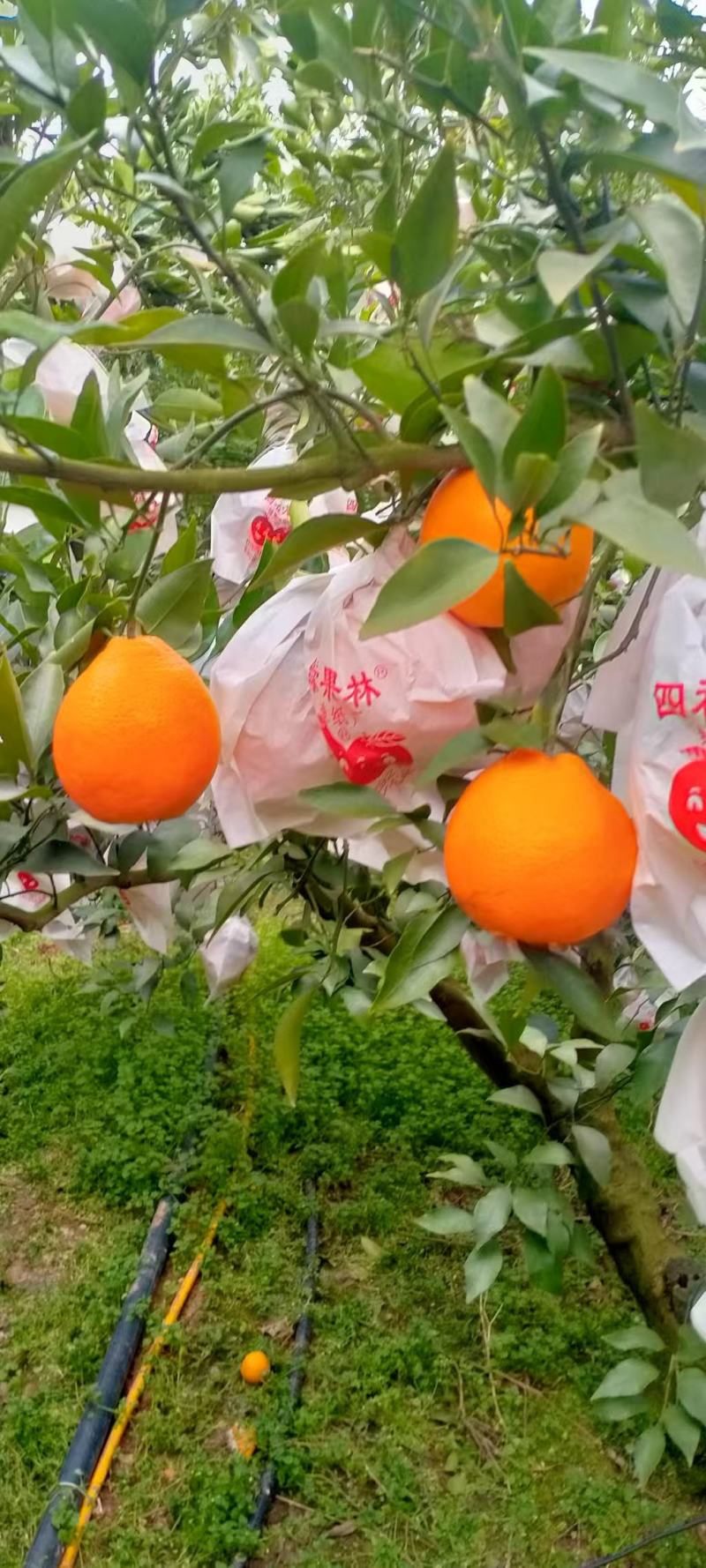 耙耙柑大量供货现摘现发一手货源价格优惠品质上乘
