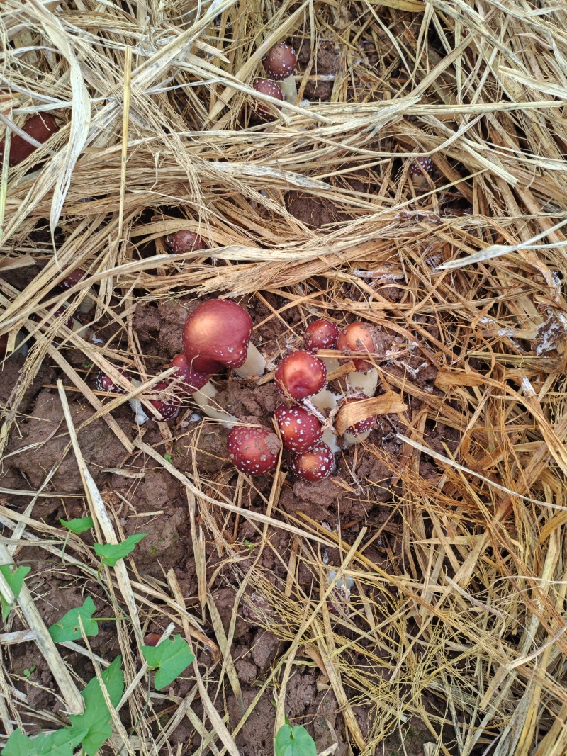 【推荐】赤松茸菇/基地直发/视频看货/品质保证/欢迎咨询