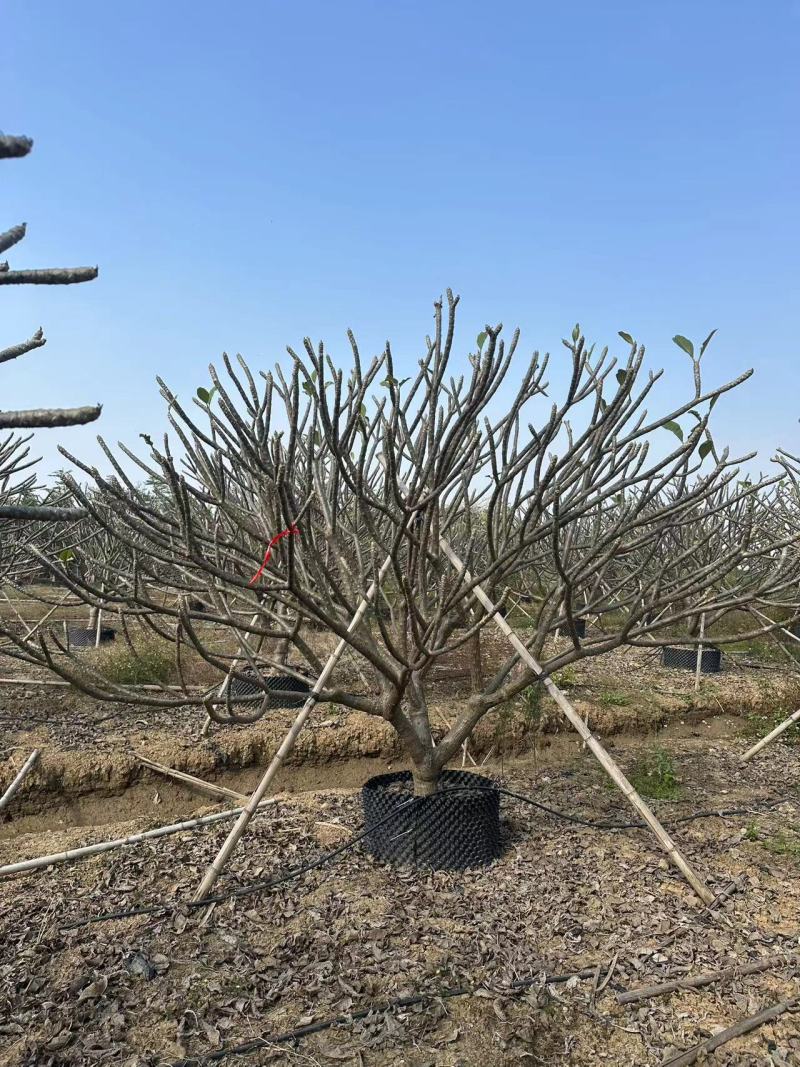 鸡蛋花清场处理自家基地量大价格美丽清场处理