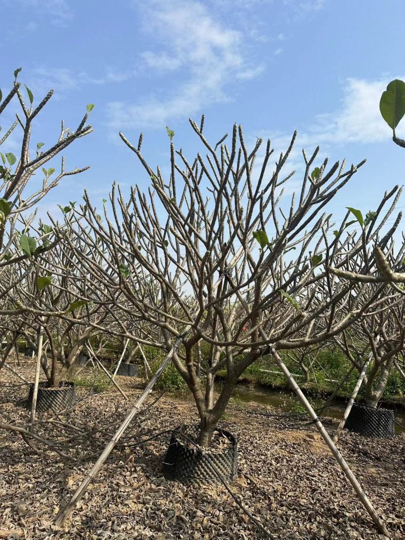 鸡蛋花清场处理自家基地量大价格美丽清场处理