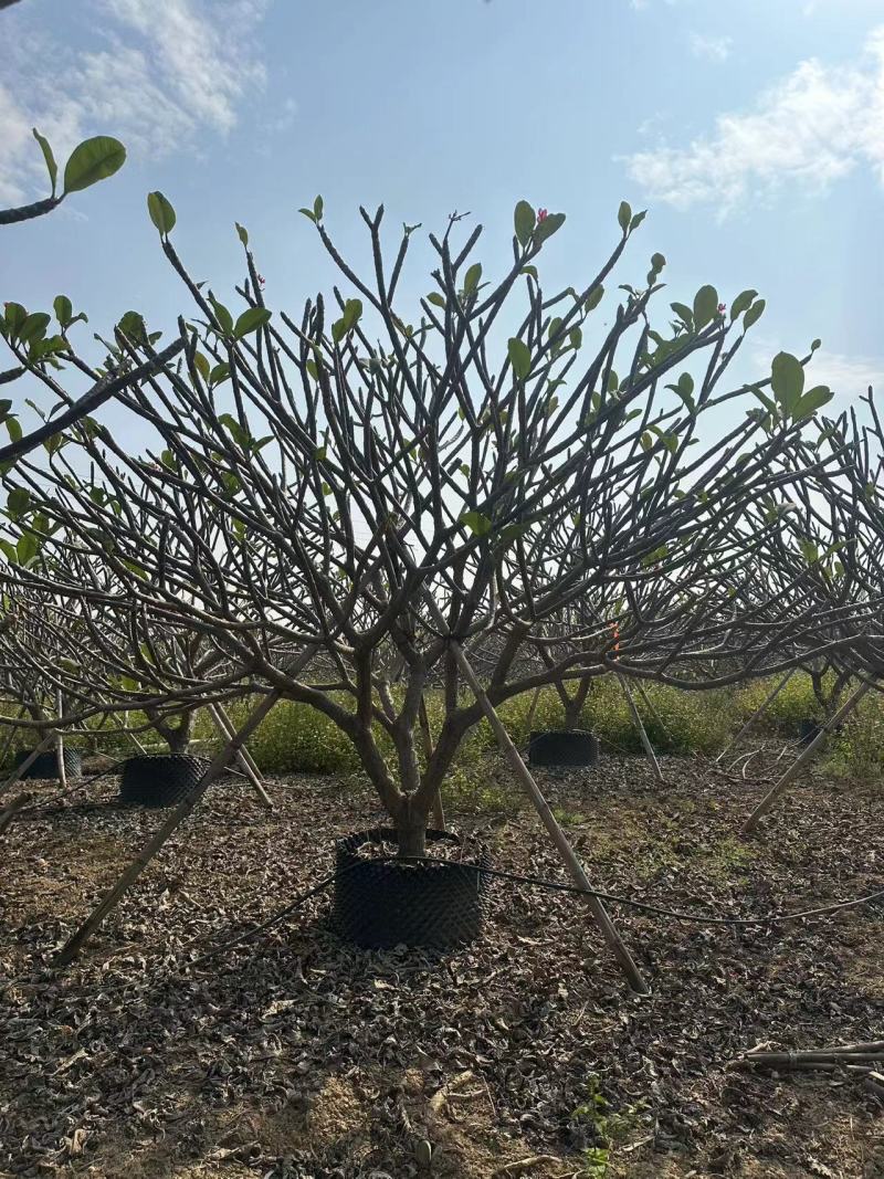 鸡蛋花清场处理自家基地量大价格美丽清场处理