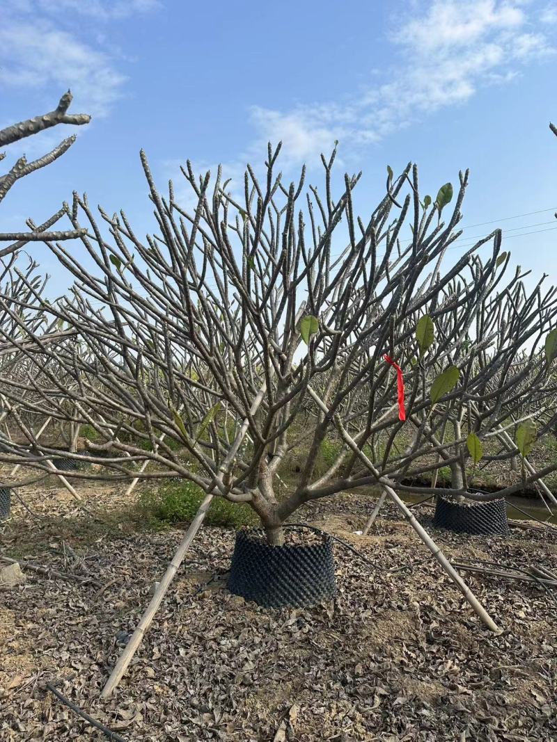 鸡蛋花清场处理自家基地量大价格美丽清场处理