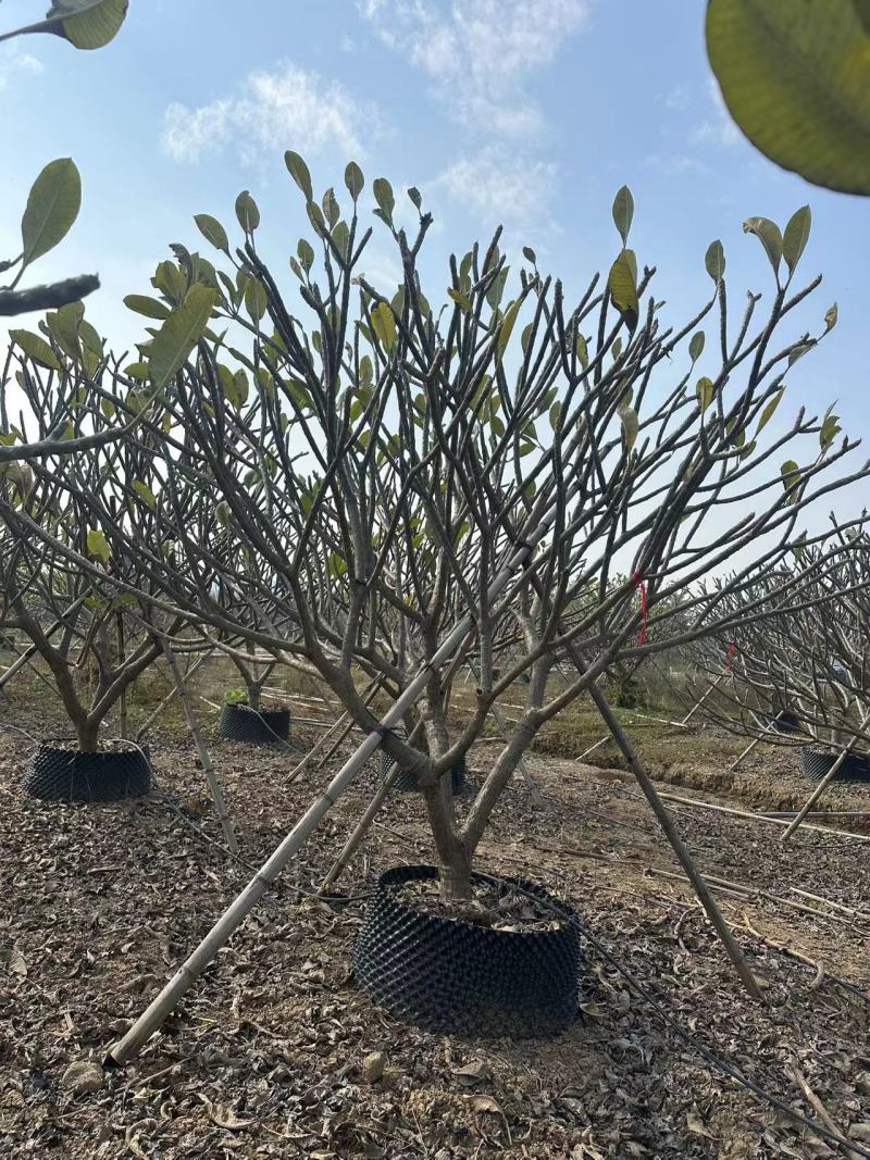 鸡蛋花清场处理自家基地量大价格美丽清场处理