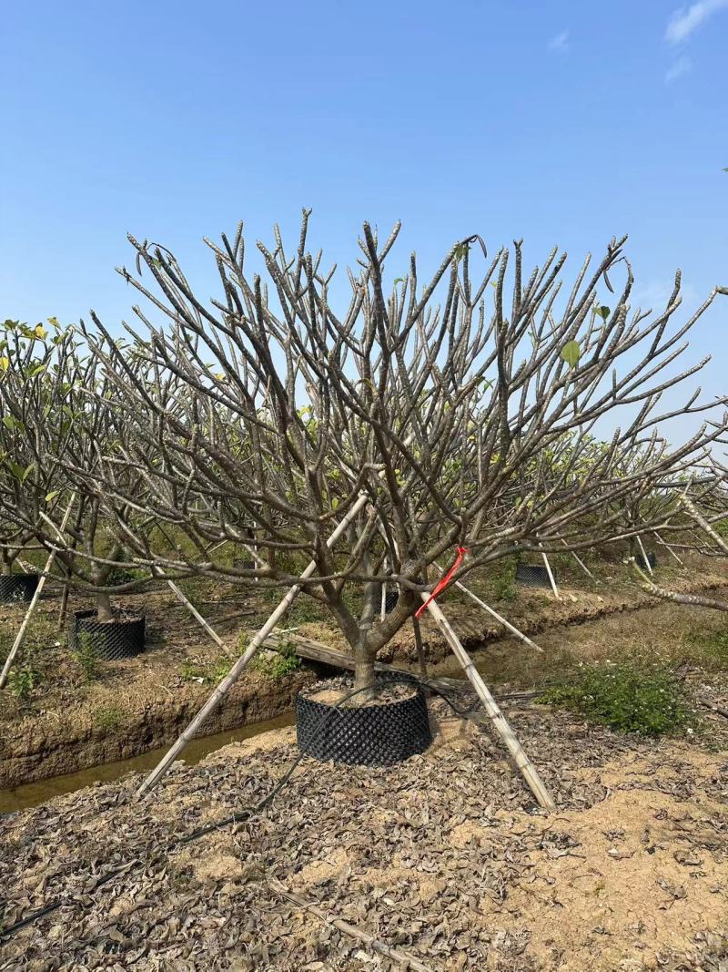 鸡蛋花清场处理自家基地量大价格美丽清场处理